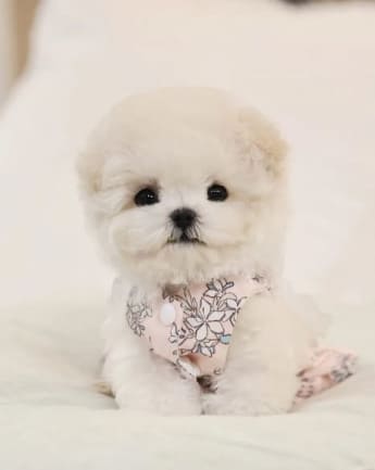 maltipoo-cachorro-1