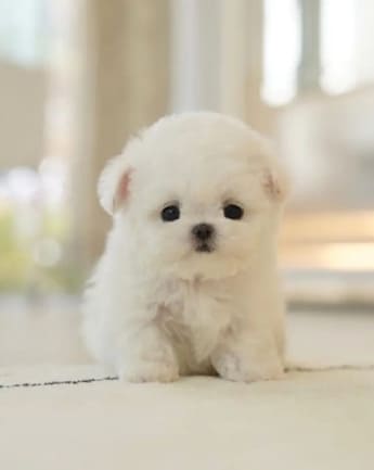 maltipoo-cachorro-2