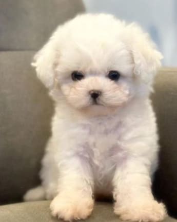 maltipoo-cachorro-3