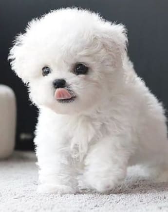 maltipoo-cachorro-4