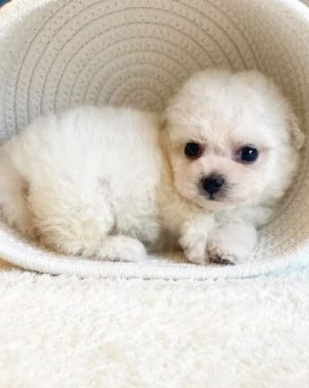 maltipoo-cachorro-6