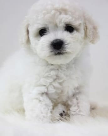 maltipoo-cachorro-7