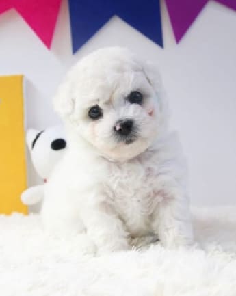 maltipoo-cachorro-8