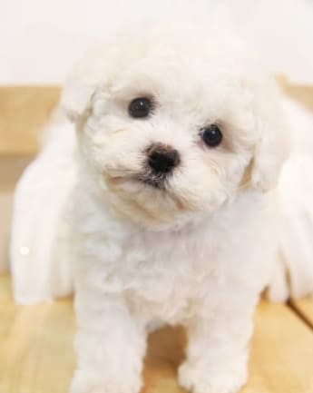 maltipoo-cachorro-9